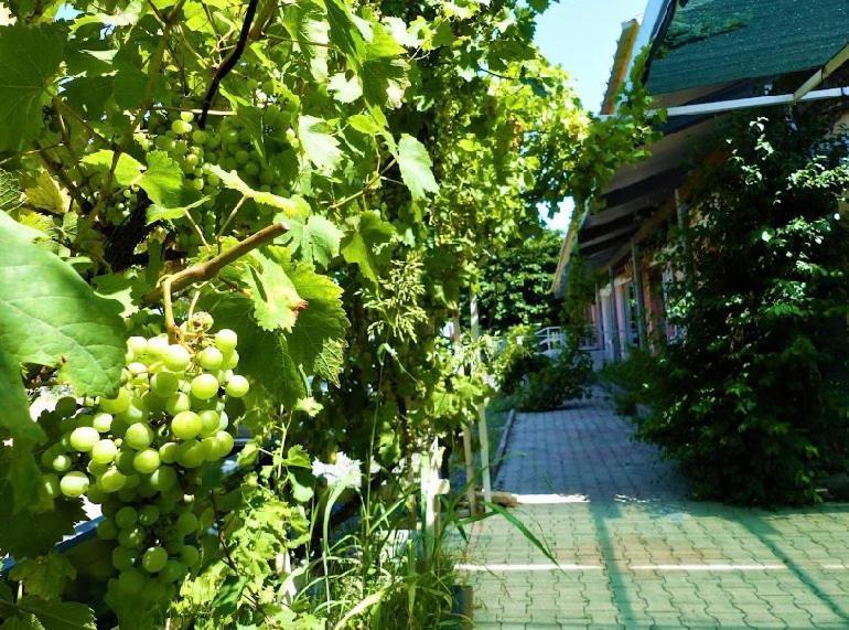 Готель Le Relais De La Rn7 Chateauneuf-du-Rhone Екстер'єр фото